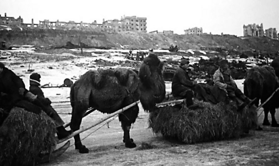 Верблюды Сталинграда
